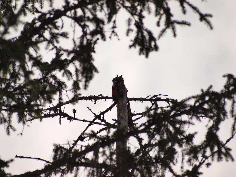 Free stock image of Woodpecker created by Marko Mäkinen