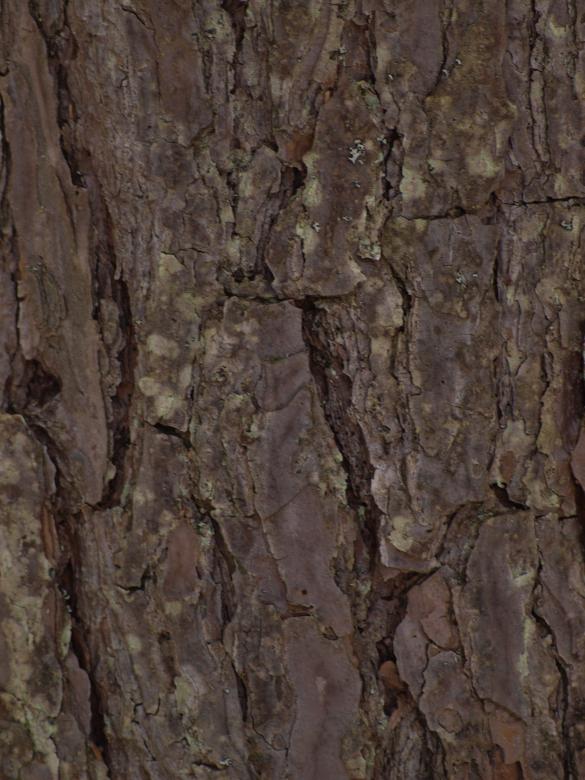 Free stock image of Wood Texture created by Marko Mäkinen