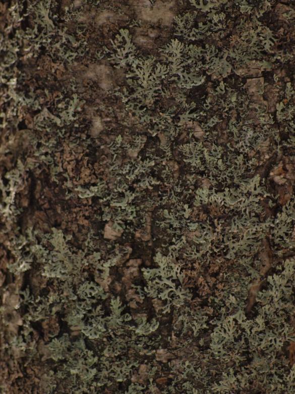 Free stock image of Wood background created by Marko Mäkinen