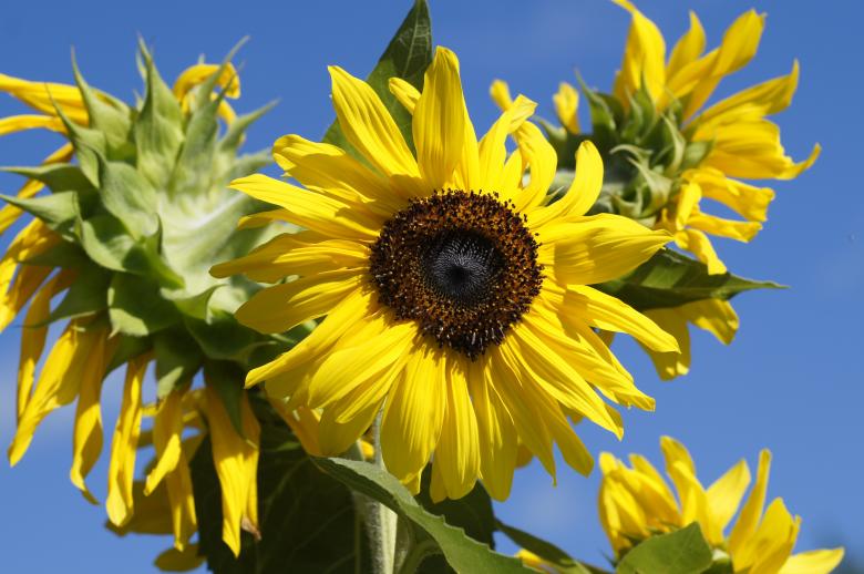 Free stock image of Sunflower created by Unsplash