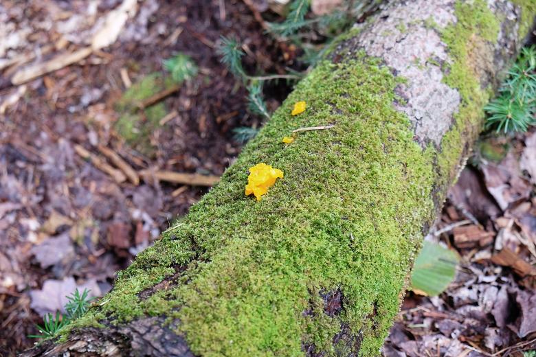 Free stock image of Nature created by Life of Pix