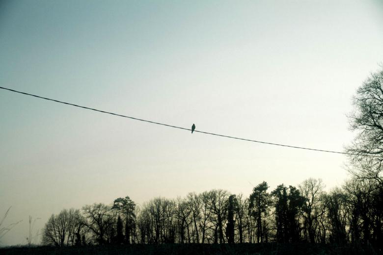 Free stock image of Bird On Wire created by Life of Pix