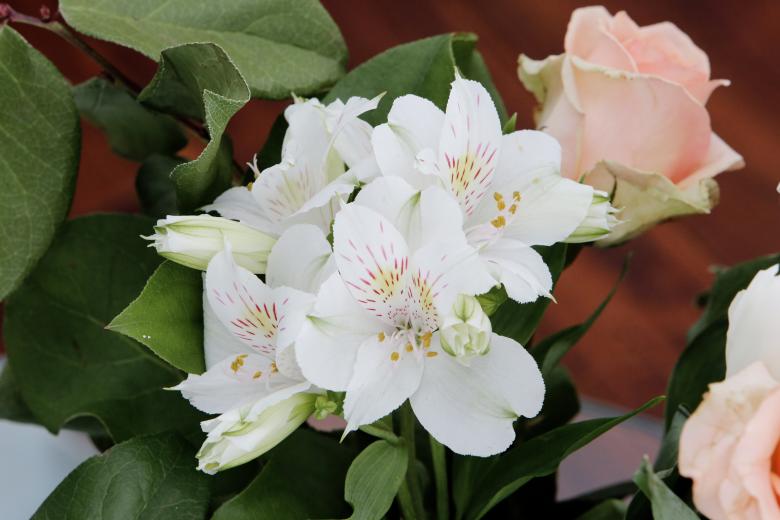 Free stock image of Beautiful Flowers created by Life of Pix