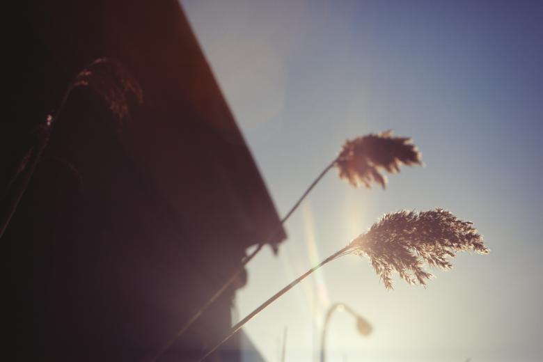 Free stock image of Plants created by Life of Pix