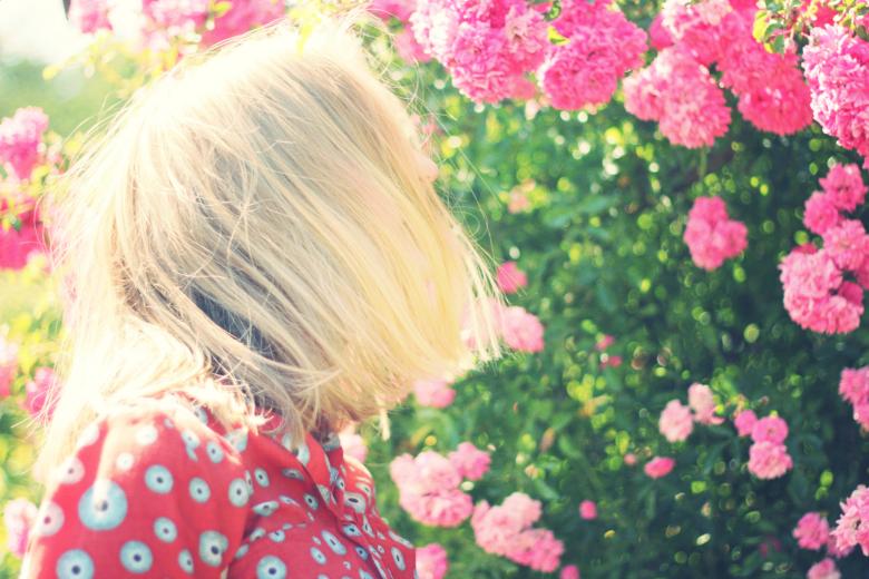 Free stock image of Pink Flowers created by Life of Pix
