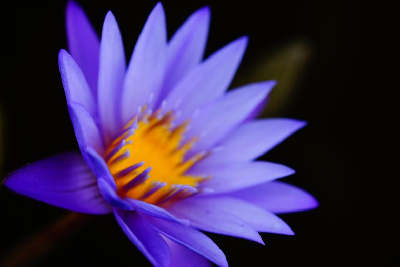 Free stock image of Flower created by Life of Pix