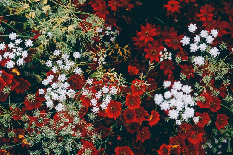 Free stock image of Flowers created by Life of Pix