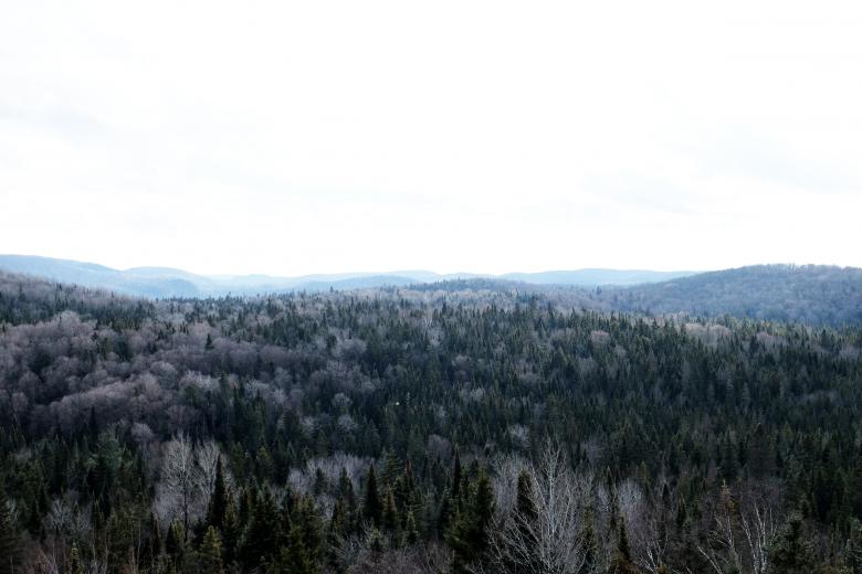 Free stock image of Forest created by Life of Pix