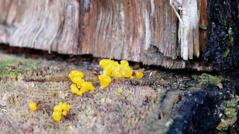Free stock image of Yellow Mushrooms created by Life of Pix