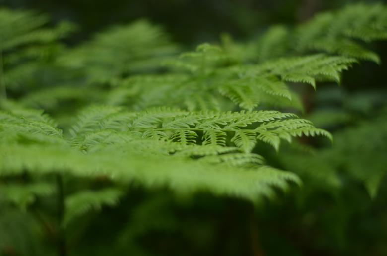 Free stock image of Plants created by Life of Pix