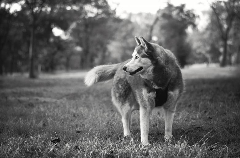 Free stock image of Animal Portrait created by Life of Pix