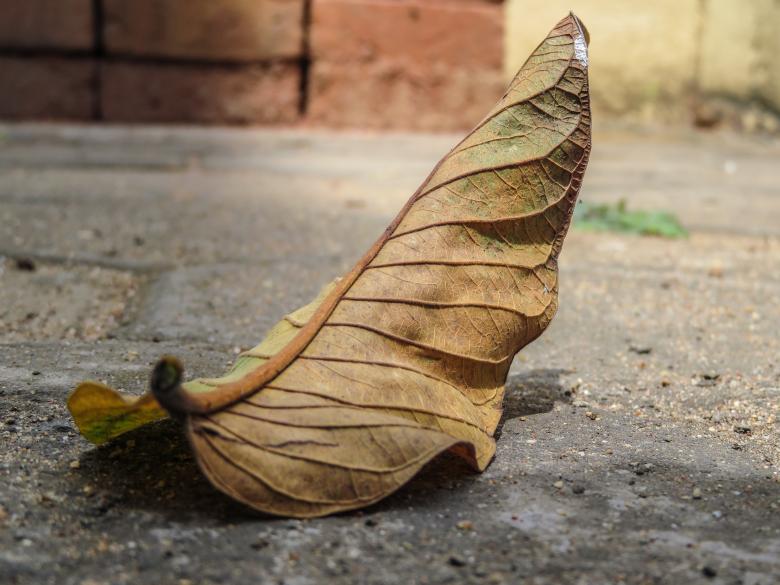 Free stock image of Fallen Leaf created by Life of Pix