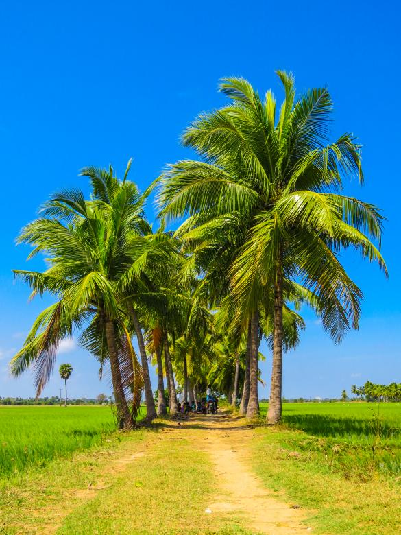 Free stock image of Lined Trees created by Life of Pix