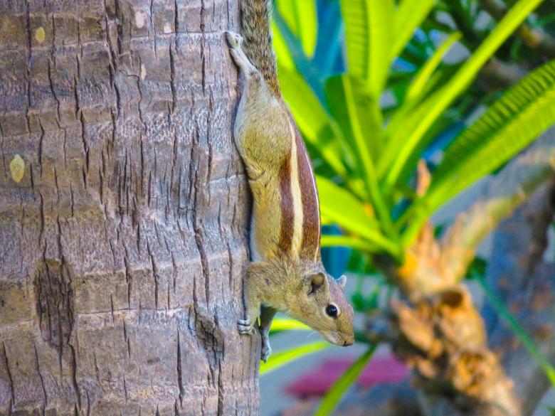 Free stock image of Squirrel Encounter created by Life of Pix