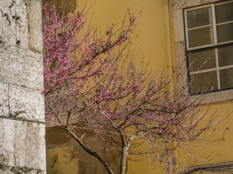 Free stock image of Spring is coming created by Janis Urtans