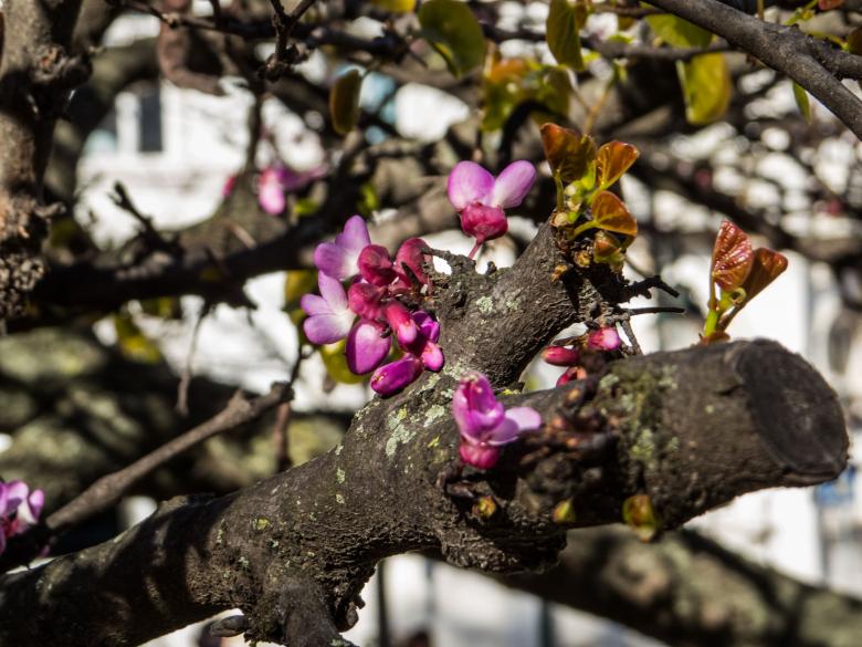 Free stock image of Trees are blooming  created by Janis Urtans