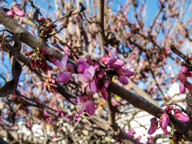 Free stock image of Trees are blooming  created by Janis Urtans
