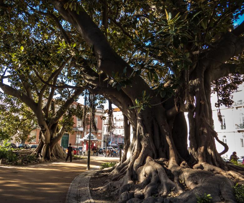 Free stock image of Old trees  created by Janis Urtans
