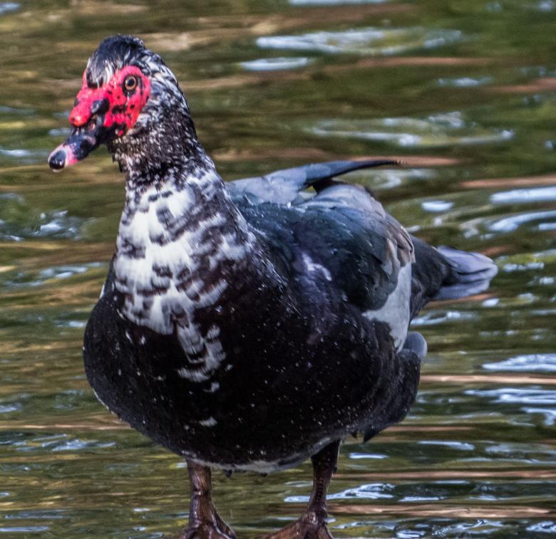 Free stock image of A duck  created by Janis Urtans