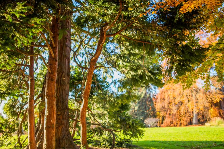 Free stock image of Trees created by Negativespace