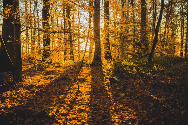 Free stock image of Forest created by Negativespace