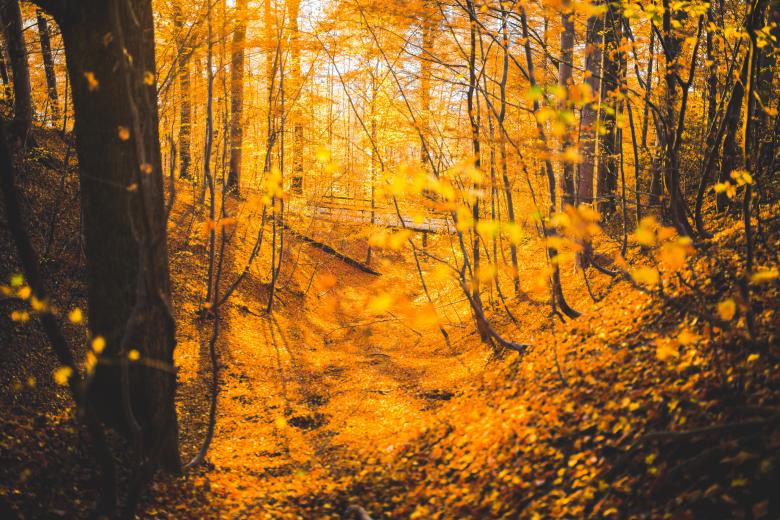 Free stock image of Jungle created by Negativespace