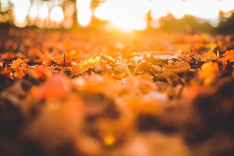 Free stock image of Autumn created by Negativespace