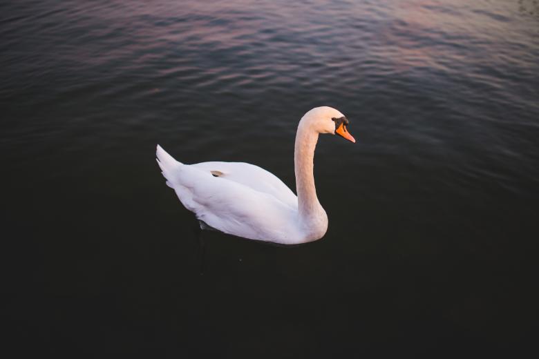 Free stock image of Bird created by Negativespace