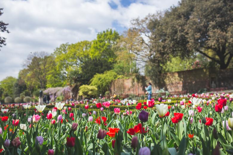 Free stock image of Garden created by Negativespace