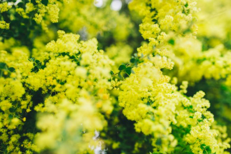 Free stock image of Yellow Flowers created by Negativespace