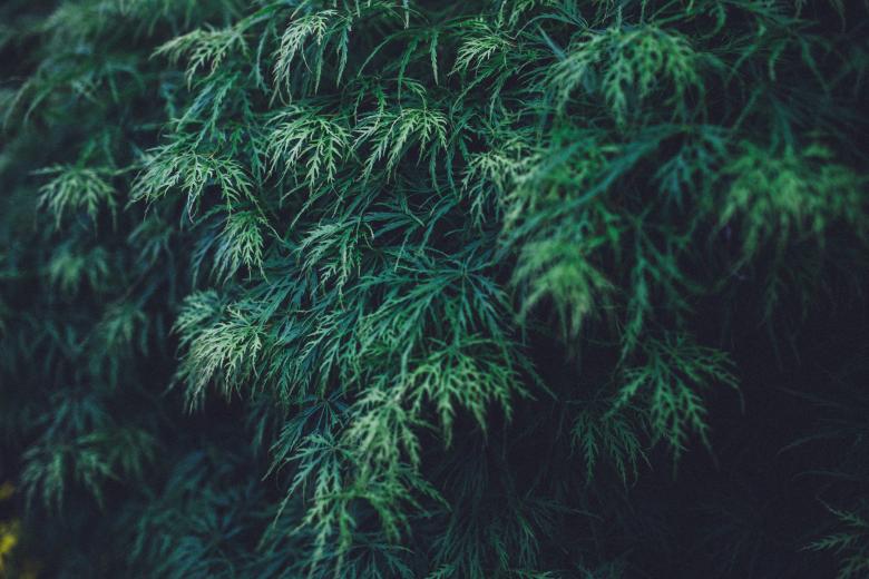 Free stock image of Green Tree created by Negativespace