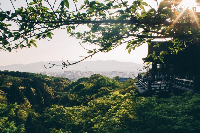 Free stock image of Forest View created by Negativespace