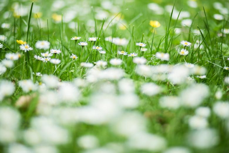 Free stock image of White Flowers created by Negativespace