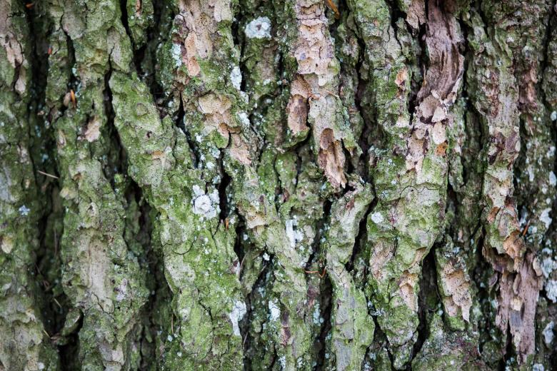Free stock image of Wood created by Negativespace