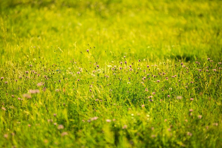 Free stock image of Small Flowers created by Negativespace