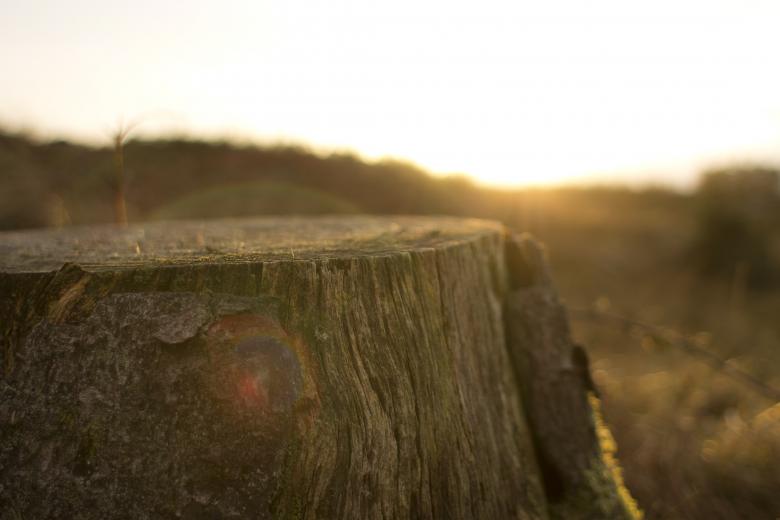 Free stock image of Cutting Forest created by Unsplash