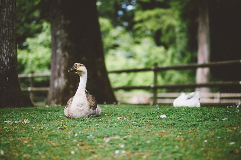 Free stock image of Sitting Duck created by Negativespace
