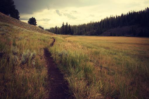 Free Stock Photo of Into the Wild