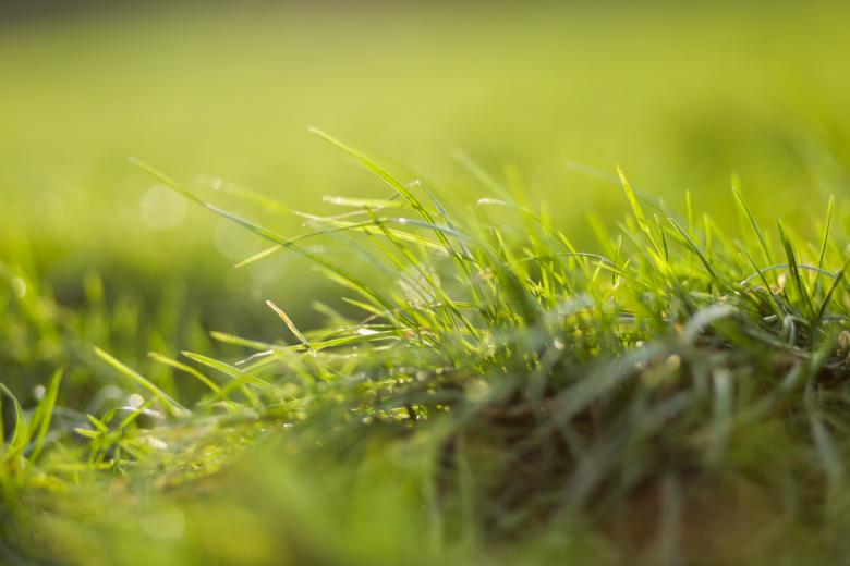 Free stock image of Grass created by Negativespace