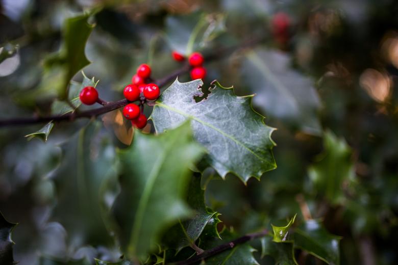 Free stock image of Red Berries created by Negativespace