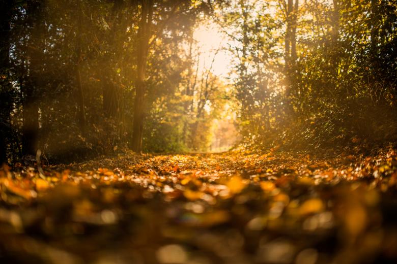 Free stock image of Pathway created by Negativespace