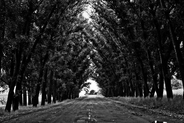 Free stock image of Trees Covering created by Unsplash