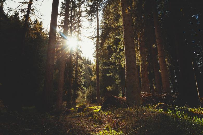 Free stock image of Woods created by Unsplash