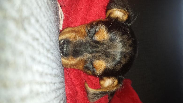 Free stock image of Dog Gone Sleepy created by Nature Girl