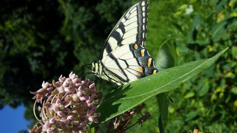 Free stock image of Nectar Loving Butterfly created by Nature Girl
