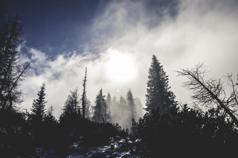 Free stock image of Jungle created by Unsplash