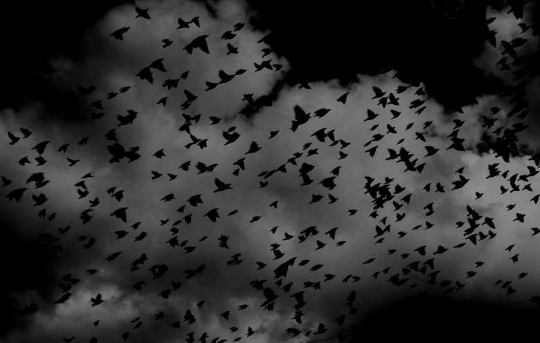 Free stock image of Birds created by Unsplash