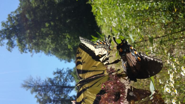 Free stock image of Nectar Party created by Nature Girl