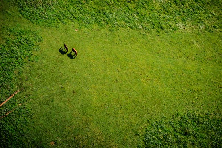 Free stock image of Horses Wandering created by Unsplash