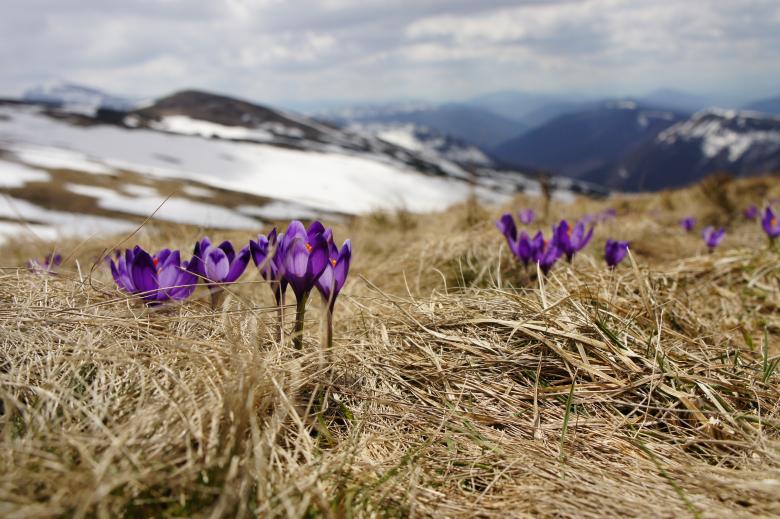 Free stock image of Flowers in Winter created by Unsplash